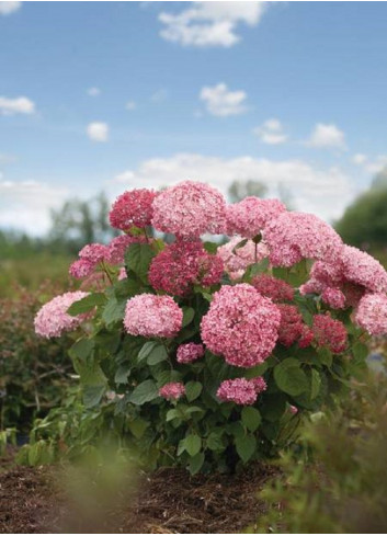 HYDRANGEA arborescens PINK ANNABELLE