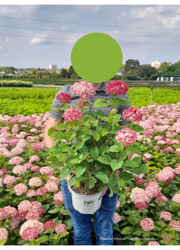 HYDRANGEA arborescens PINK ANNABELLE En pot de 4-5 litres