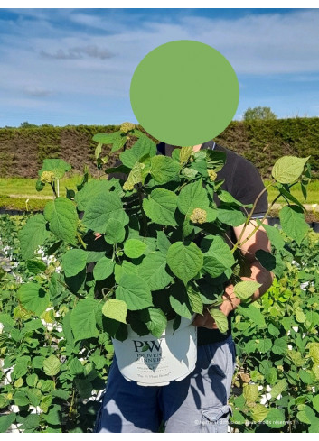 HYDRANGEA arborescens PINK ANNABELLE En pot de 10-12 litres