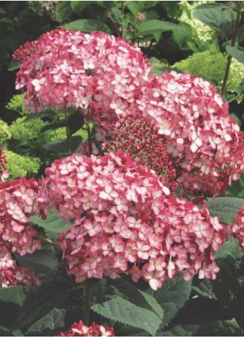 HYDRANGEA arborescens RUBY ANNABELLE