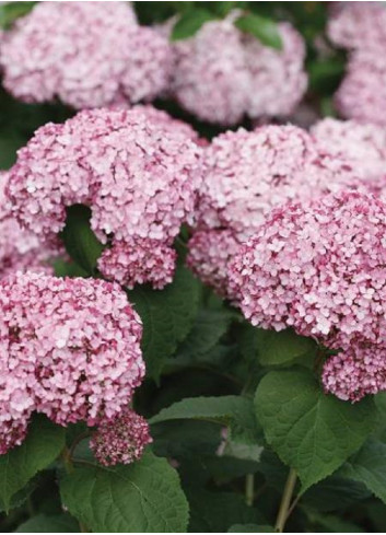 HYDRANGEA arborescens SWEET ANNABELLE