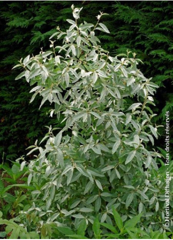 ELAEAGNUS commutata ZEMPIN