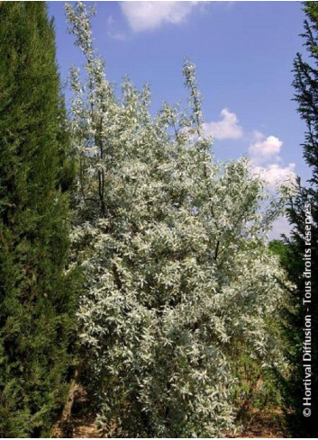 ELAEAGNUS commutata ZEMPIN