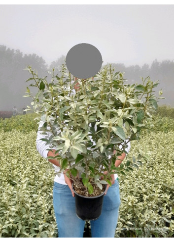 ELAEAGNUS commutata ZEMPIN En pot de 4-5 litres