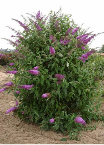 BUDDLEJA davidii RÊVE DE PAPILLON PINK