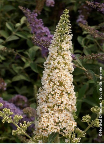 BUDDLEJA davidii RÊVE DE PAPILLON WHITE