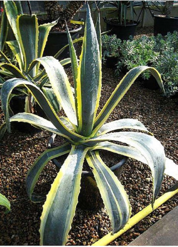 AGAVE americana VARIEGATA