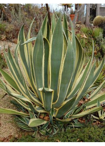 AGAVE americana VARIEGATA