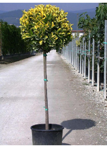 EUONYMUS japonicus AUREOMARGINATUS (Fusain du Japon doré) En pot forme tige hauteur du tronc 090-110 cm