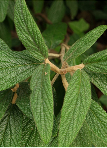 VIBURNUM RHYTIDOPHYLLUM