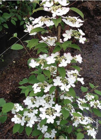 VIBURNUM plicatum tomentosum KILIMANDJARO®