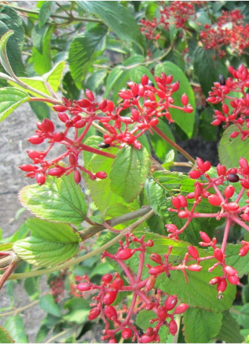 VIBURNUM plicatum tomentosum KILIMANDJARO®