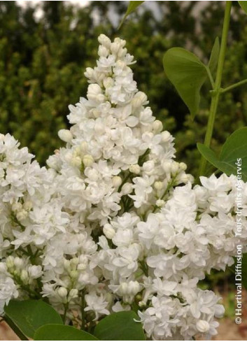 SYRINGA DENTELLE D'ANJOU