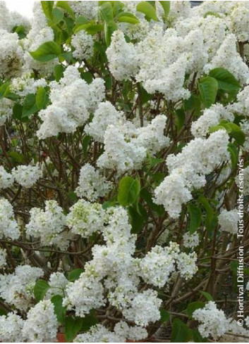 SYRINGA DENTELLE D'ANJOU