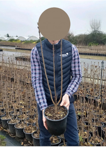 SYRINGA En pot de 4-5 litres