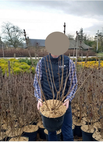 SYRINGA En pot de 10-12 litres