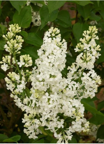 SYRINGA COMTESSE D'HARCOURT