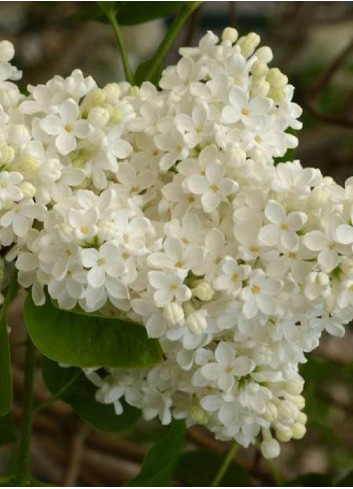 SYRINGA COMTESSE D'HARCOURT