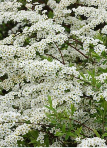 SPIRAEA arguta