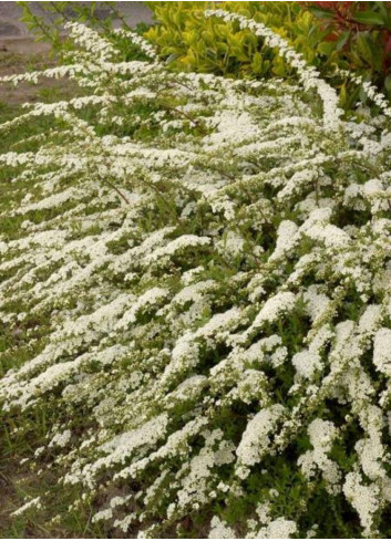 SPIRAEA arguta