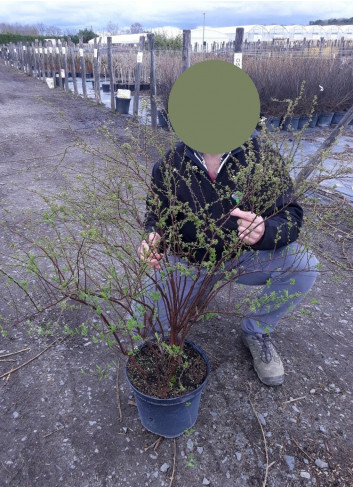 SPIRAEA arguta En pot de 10-12 litres