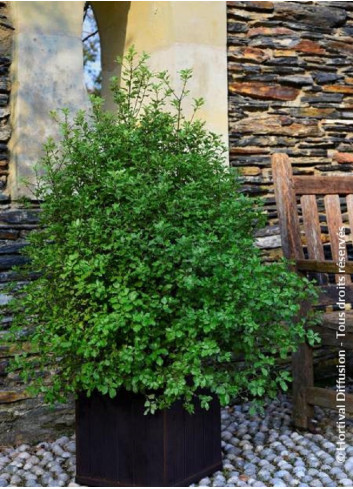 PITTOSPORUM tenuifolium EMERALD DOME