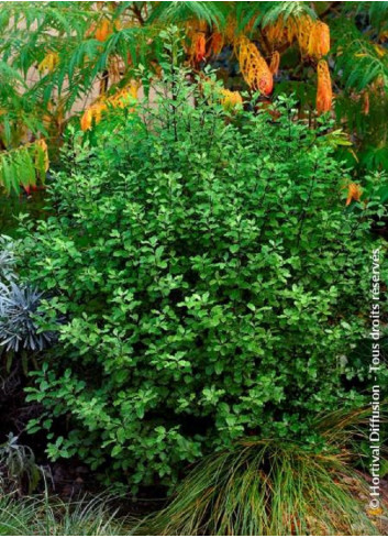 PITTOSPORUM tenuifolium EMERALD DOME