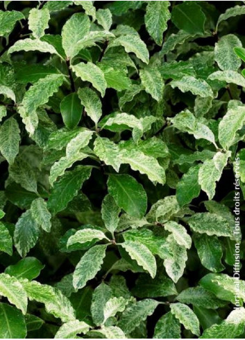 PITTOSPORUM tenuifolium IRENE PATERSON