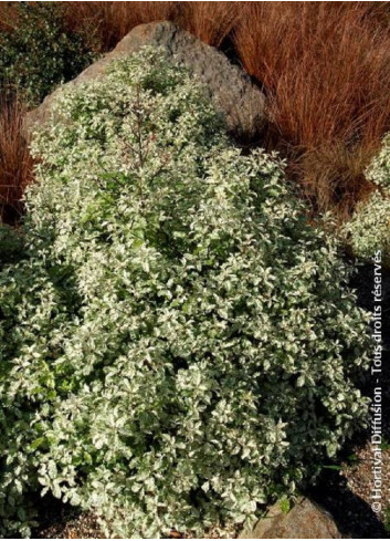 PITTOSPORUM tenuifolium IRENE PATERSON