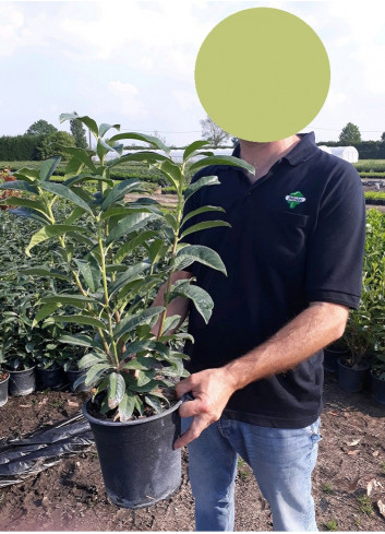 PRUNUS laurocerasus GENOLIA En pot de 4-5 litres