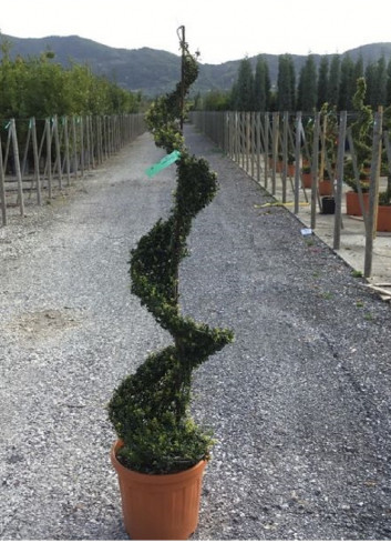 ILEX crenata (Houx crénelé, houx à petites feuilles ou houx japonais) En pot forme spirale