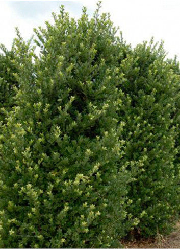 ILEX crenata (Houx crénelé ou houx japonais)1