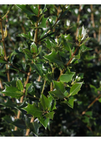 OSMANTHUS heterophyllus