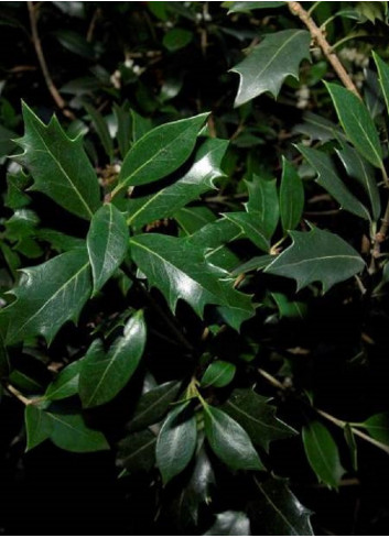 OSMANTHUS heterophyllus