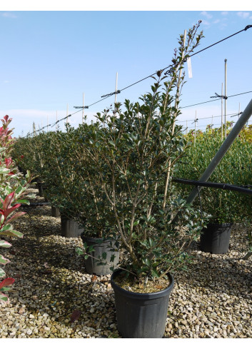 OSMANTHUS heterophyllus PURPUREUS En pot de 15-20 litres