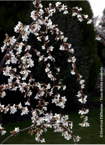 PRUNUS SNOW FOUNTAINS