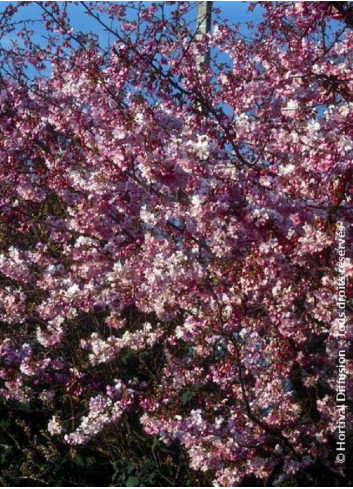 PRUNUS subhirtella AUTUMNALIS ROSEA