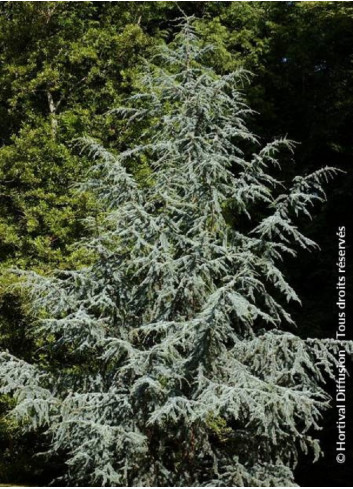 CEDRUS atlantica GLAUCA (Cèdre bleu de l'Atlas)