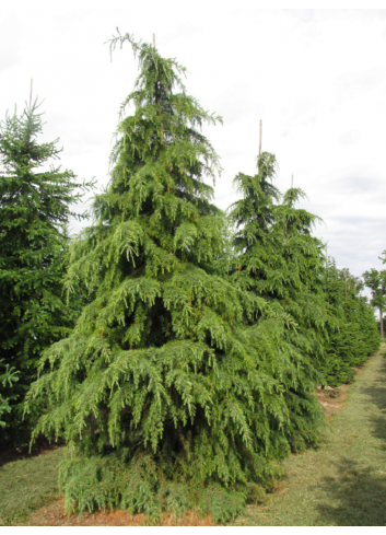 Topiaire (Plante taillée) - CEDRUS deodara (Cèdre de l'Himalaya)