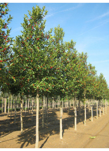 ILEX koehneana CASTANEIFOLIA