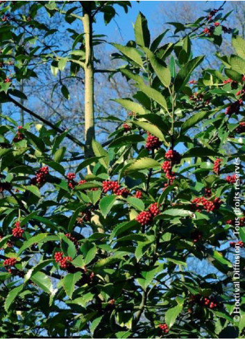 ILEX koehneana CASTANEIFOLIA