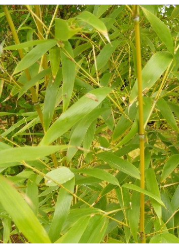 Topiaire (plante taillée) - PHYLLOSTACHYS AUREA (Bambou doré)