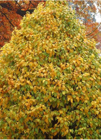 CARPINUS betulus MONUMENTALIS