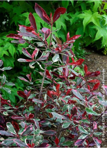 PHOTINIA fraseri PINK MARBLE