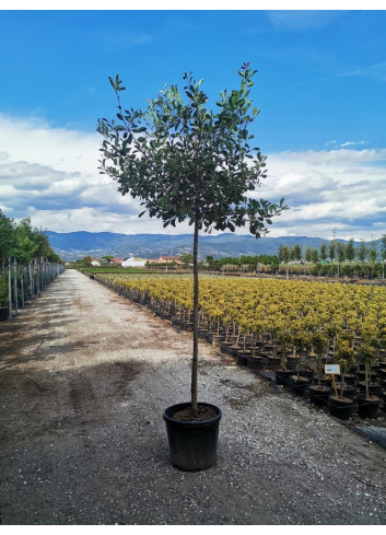 PHOTINIA fraseri PINK MARBLE En pot forme tige hauteur du tronc 180-200 cm