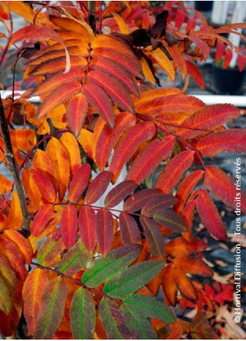 SORBUS aucuparia WETTRA