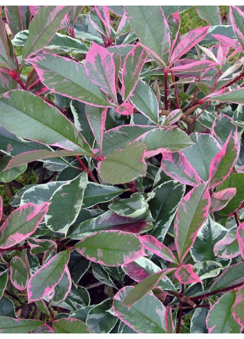 Topiaire (Plante taillée) - PHOTINIA fraseri PINK MARBLE® (Photinia Pink Marble)