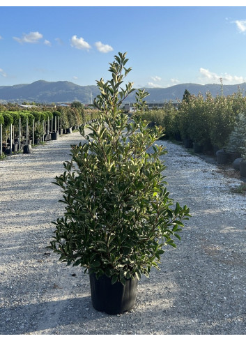 Topiaire (Plante taillée) - PHOTINIA fraseri PINK MARBLE® (Photinia Pink Marble) En pot forme conique