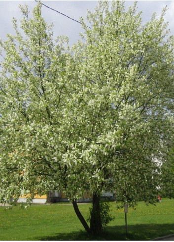 PRUNUS padus