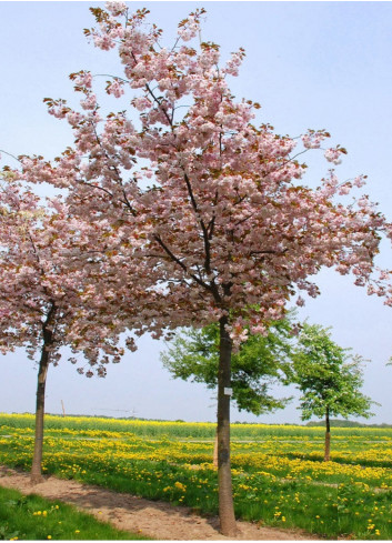 PRUNUS serrulata SHIROFUGEN